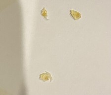 SWEETCORN - MINIPOP (BABYCORN) - 3 Seeds INDOOR ORGANIC Wood Dried�