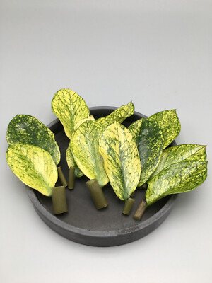 Zamioculcas Zamiifolia Chameleon variegata Stecklinge | Glcksfeder | ZZ  Plant | eBay.de