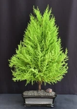Lemon Cypress Bonsai Tree 17"H Indoor Cupressus Macrocarpa Great Gift Live Decor