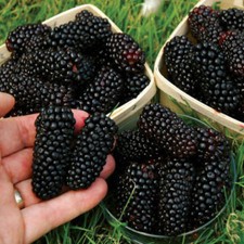 Black Foot Berry-Morus Nigra-Black Mulberry 200Pcs Seeds Fruit tree seeds