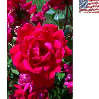 Double Knockout Rose 1g - Organic, Drought Tolerant Bloomer for Vibrant Gardens