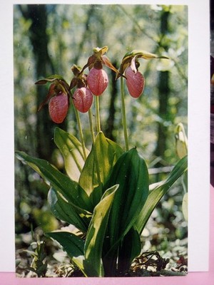(4) different Virginia mountain plants Pink Lady's Slipper chinquapin Galax
