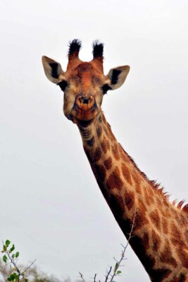 Afrikanische Giraffe Zulu Nyala Game Reserve Südafrika Foto Bilddruck