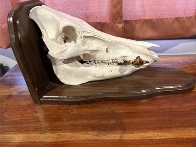 TX Wild Boar Hog Skull Trophy Pig Taxidermy Wood Hanging / Freestanding Plaque