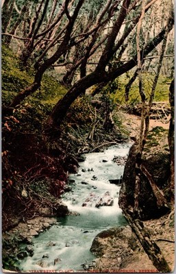 Strawberry Canyon Berkeley CA 1910 Postcard University of California Cal Creek