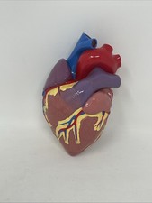 1996 GPI Anatomical Heart Model 2 Parts 5.5" x 3" No Display No Stand Nice