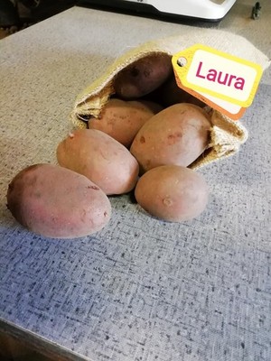 ***BIO-KARTOFFELN LAURA, vfk, Bioland, rotschalig, Biokartoffeln, Biohof Klümper