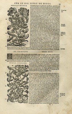Antiker Druck-Geißblatt-Wasserkastanie-Felsfolie-Mattioli-S. 533-Anonym-1572