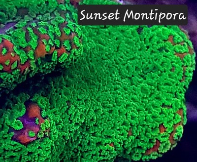 Sunset Montipora 3/4-1.5 inch Frag SPS Coral
