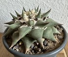 Foto 5 di 5