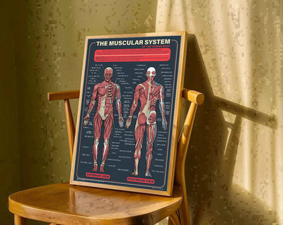 The Muscular System Educational Chart Poster
