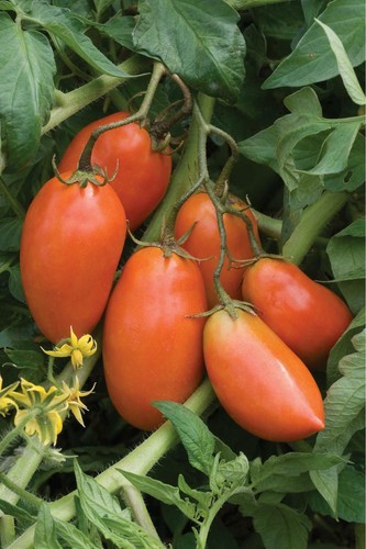 SURVIVE IN STYLE CULINARY GARDEN KIT 20 VARIETIES ALL HEIRLOOM SEEDS NON-GMO - Picture 9 of 12