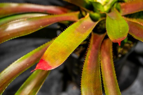 Olla de 9"" Aechmea Witrukia Superbum - Imagen 4 de 9