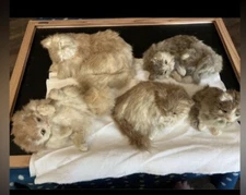 Vintage 5 Realistic Cats & Kittens Different Poses Made With Real Rabbit Fur