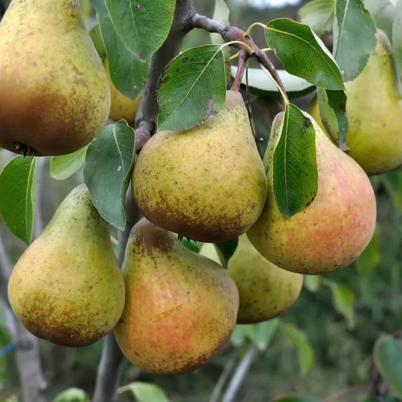 Pyrus communis Bon Chrétien d’hiver poirier de collection de 175cm
