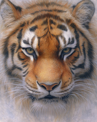 8x10 Tiger close-up face portrait with stripes light backdrop - 845782244
