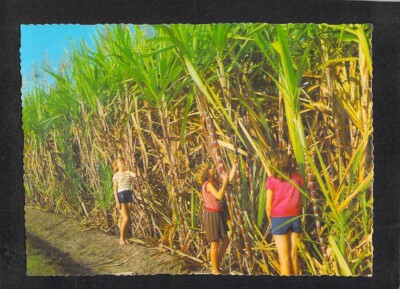 A7408 Australia Sugar Cane Ripe for Harvest MV W212 vintage postcard