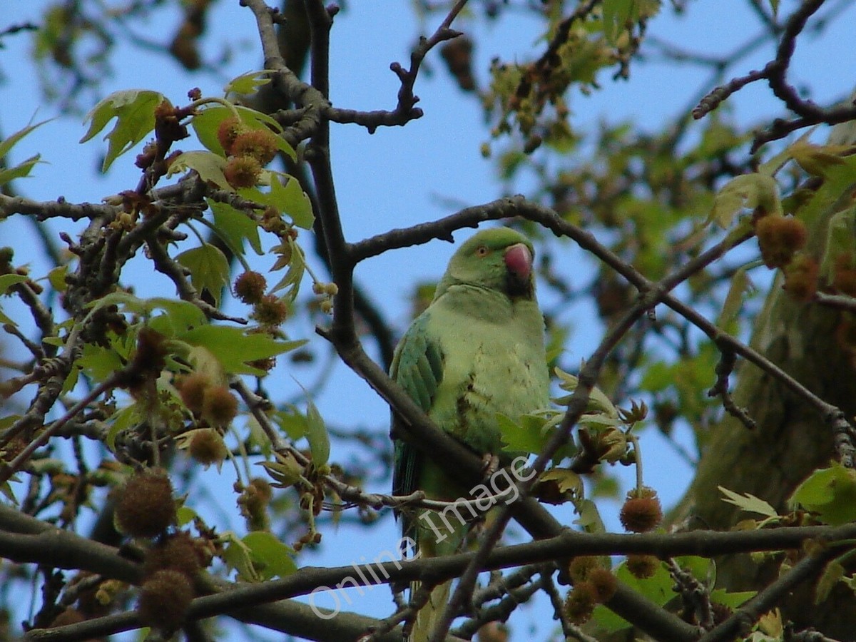Photo 6x4 Feral Parakeet at Kew Gardens Brentford One of several