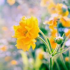 Geum 'Lady Stratheden' Seeds