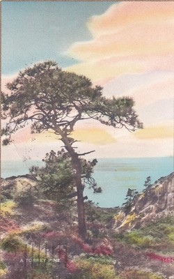 Torrey Pine California CA Long Beach 1941 Postcard D56