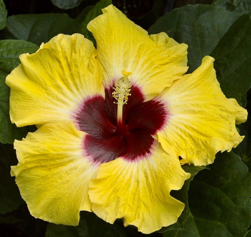 SUNNY DAY (HVH- ) Tropical Hibiscus -- Plant in 4.5" pot
