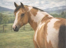 Buckskin Horse 4X6 Art Postcard.