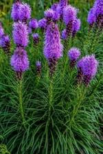 Liatris Imported Flower Bulbs for Home and Gardening Pack of 2 Bulbs Purple