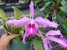 Cattleya maxima 'Oscura' Bloom size 4" wood basket SPECIES NICE PLANT