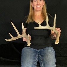 2 pack large 5 point whitetail sheds Antler Taxidermy Home decor Dog chews 125