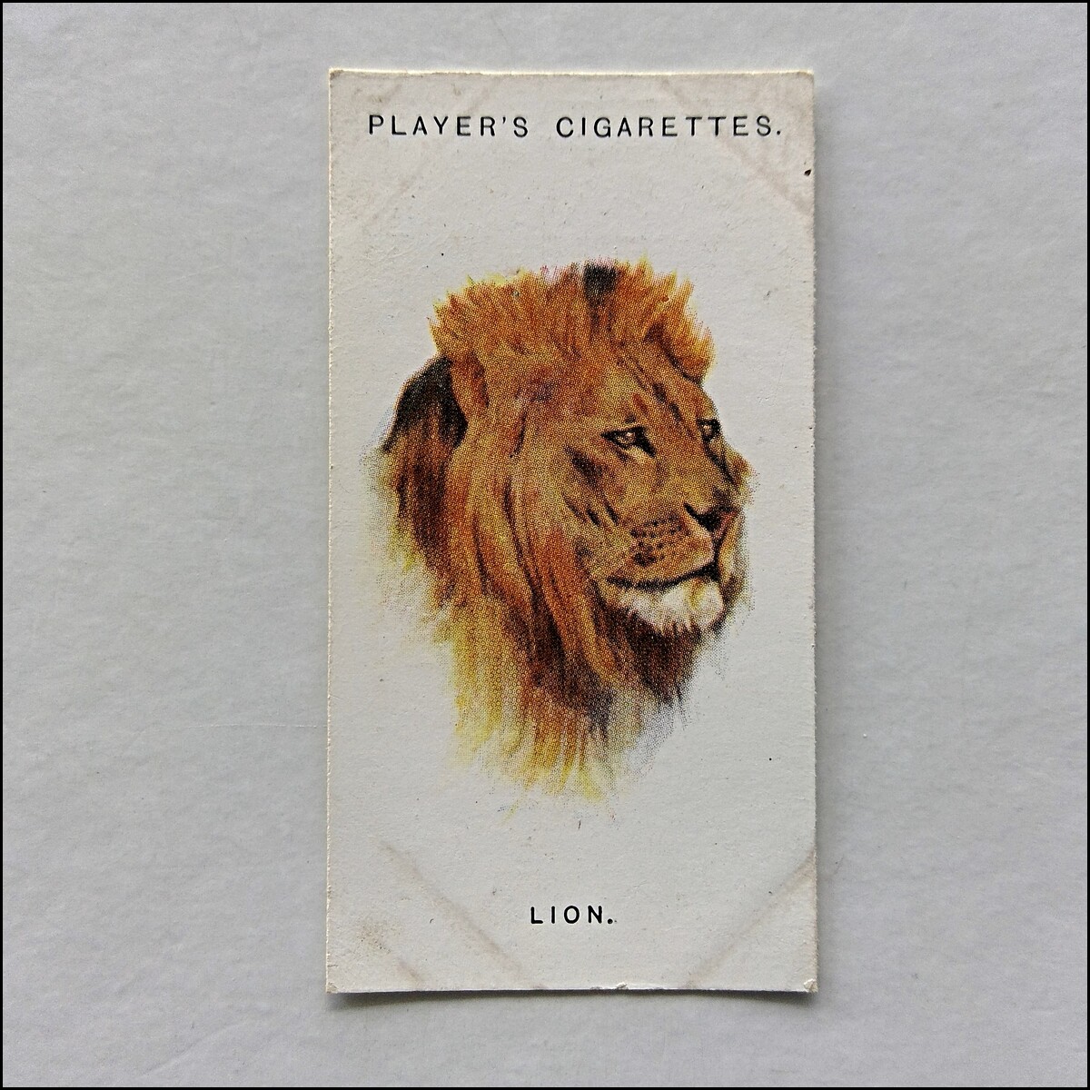 John Player Wild Animals' Heads 35 Lion Cigarette Card (CC14)