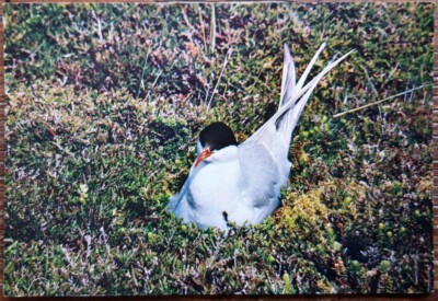 Vögel Postkarte - ARKTISCHE SEESCHWALBE