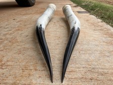 STEER HORNS 31” Inch POLISHED BULL COW (ONE PAIR ONLY) SCRIMSHAW