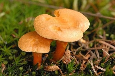 Hygrophoropsis aurantiaca False Chanterelle Dry Grain Mycelium Worldwide Ship 93