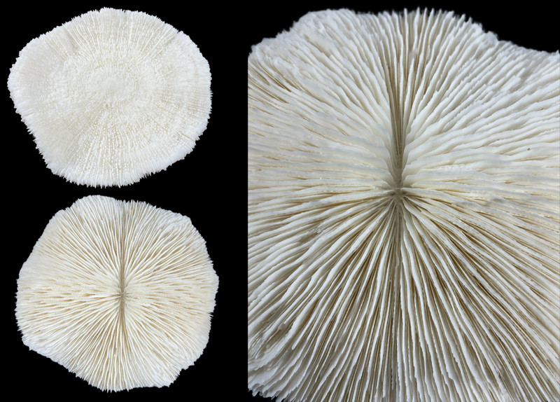 OBO🍄Fossilized Fungia🍄LARGE 1 LB MUSHROOM CORAL 6" x 6"FOSSIL (Fundia Repanda)