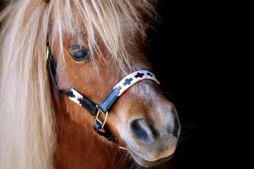 Lederhalfter Winny Leder Halfter Polo Minishetty Mini Shetty Minipony Leder TY - Bild 12 von 52