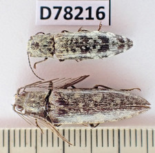 D78216. Insects, Beetles, Elateridae sp. Vietnam, Cao Bang