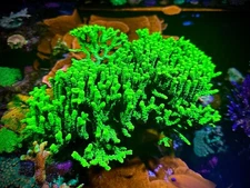 Fragtide Green Goblin Anacropora Frag  - SPS - 1" to 2"  Frags