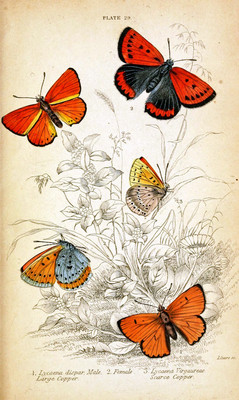 Chart Needlework Craft DIY Counted Cross Stitch Patterns - Five Butterflies