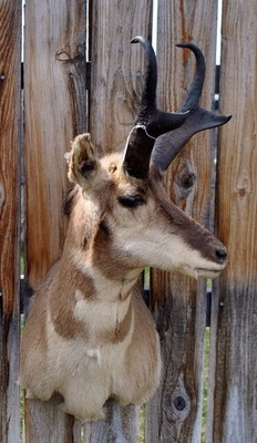 Pronghorn Antelope #7 Taxidermy Shoulder Mount Montana Mount