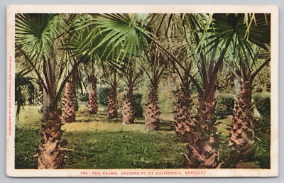 Palms University of California in Berkeley California  c1906 Postcard