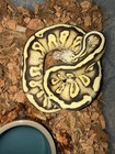 Ball python Desert Ghost TSK collection, moving out of country. $35k invested — photo 6