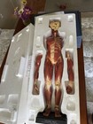 Wards Science Anatomy Doll — photo 8