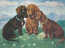 dogs 3 Dachshund Dackel Teckel Rütli Oath Old Dog c. 1910