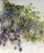 SEA HOLLY HERB ERYNGIUM MARITIMUM UK  NATURAL SEED 10
