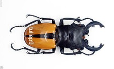 Lucanidae - Stag Beetle - Odontolabis ludekingi m 70mm - Indonesia  OLK7-70 