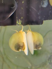 Ivory Mystery Snails, Marble Sized, 5 Pack