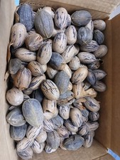 9x6x5 Shelled Organic Handpicked Pecans 5 lbs 