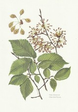 Planche 35 Histoire Naturelle Flore 2 : Orme pédonculé