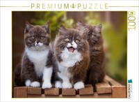 "Calvendo Puzzle An Image From The \"Kittens\" Calendar – British Shorthair Kittens"