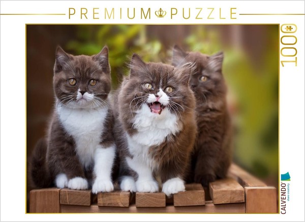 "Calvendo Puzzle An Image From The \"Kittens\" Calendar – British Shorthair Kittens"-image